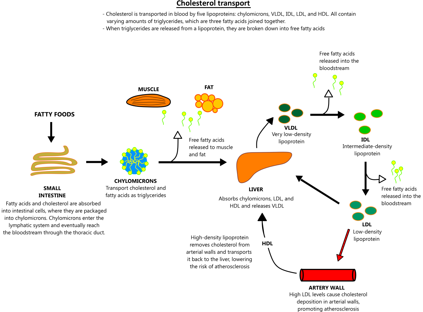 Vldl Cholesterol Levels Chart