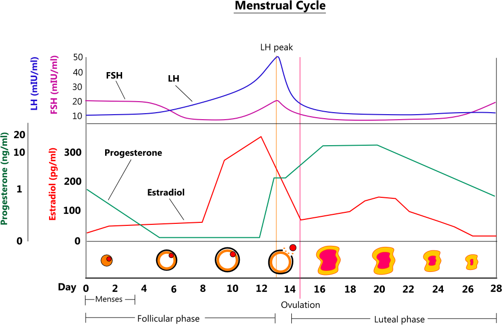 16-week-steroid-cycle