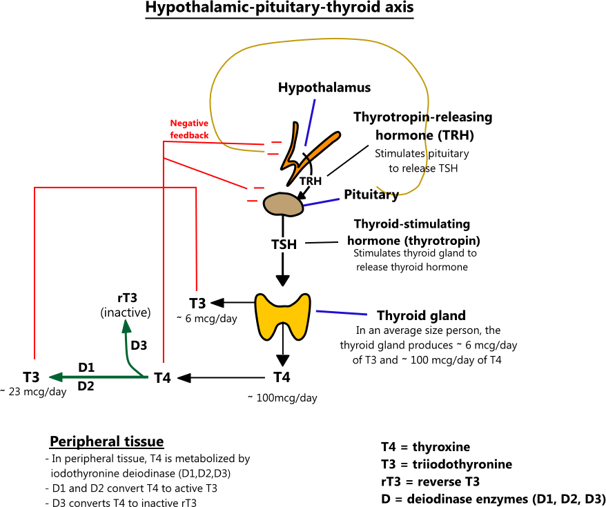 Thyroid Hormone Conversion Chart