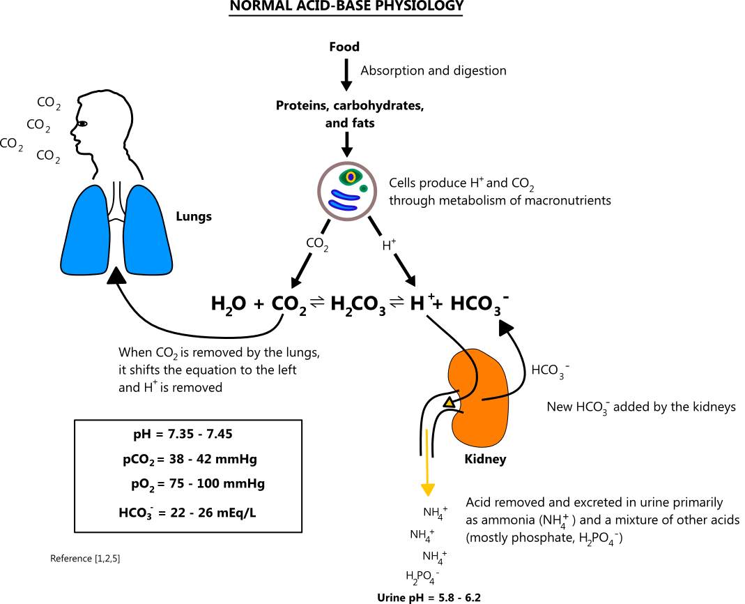 Illustration of normal acid-base physiology