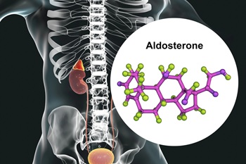 adrenal gland and aldosterone