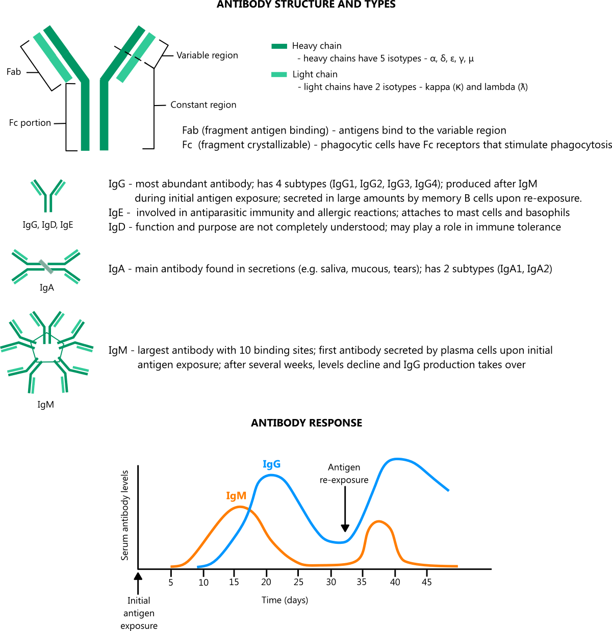 Illustration of antibody structure, types, and response