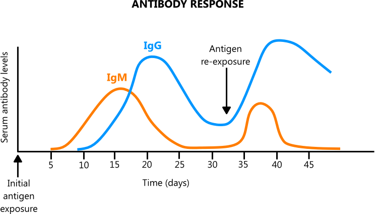 Illustration of antibody response