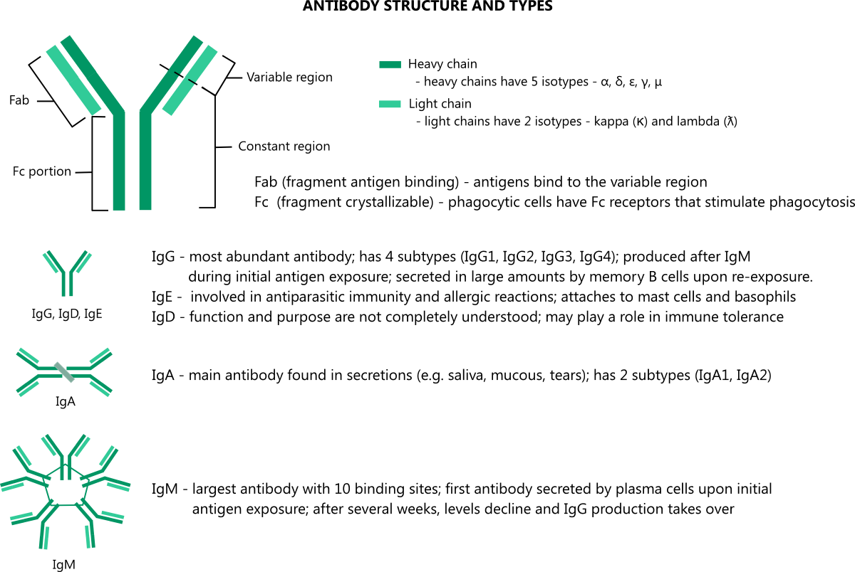 Illustration of antibody structure