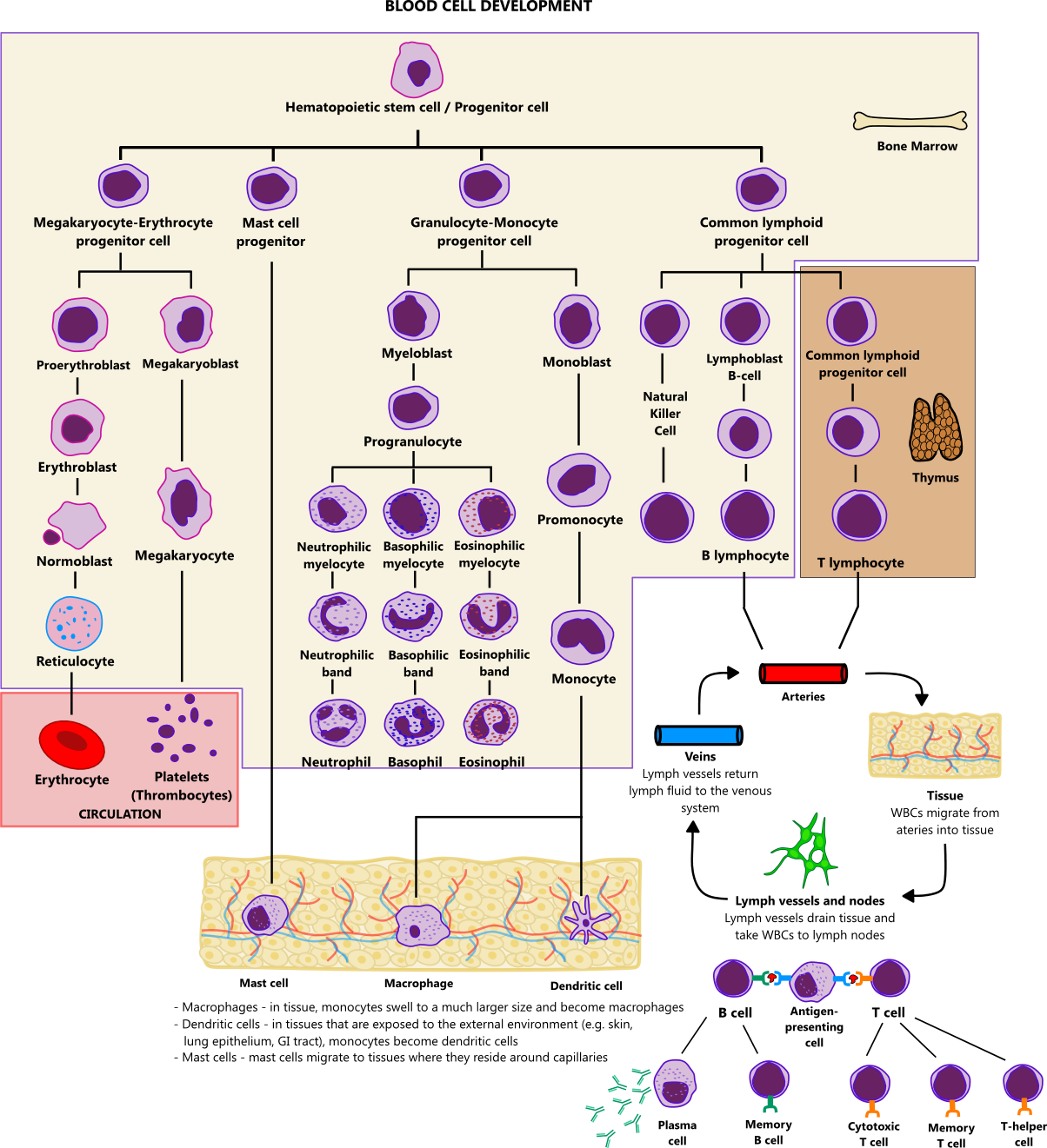 Illustration of leukocyte development