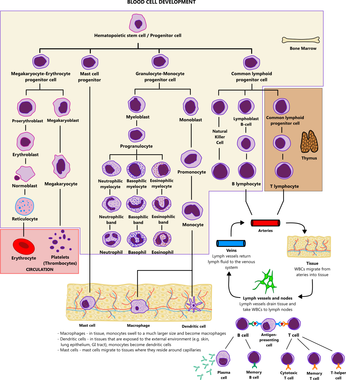 อัลบั้ม 102+ ภาพพื้นหลัง Leukocytes ในปัสสาวะ ใหม่ที่สุด