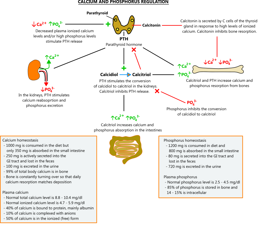 Illustration of calcium and phosphorus regulation by parathyroid hormone and calcitonin