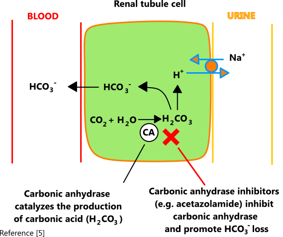 Illustration of carbonic anhydrase activity in the renal tubule