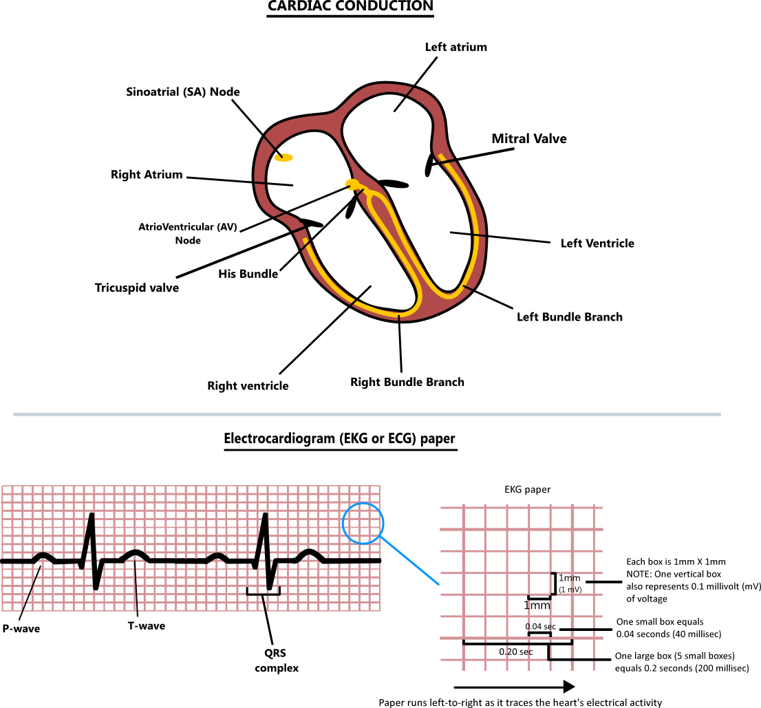Cardiac conduction illustration