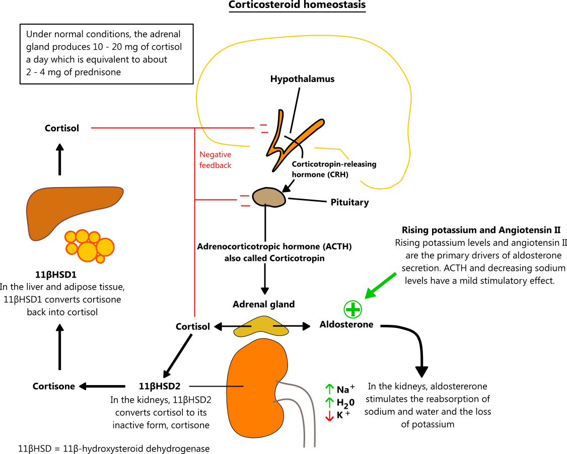 Como eliminar el cortisol de forma natural