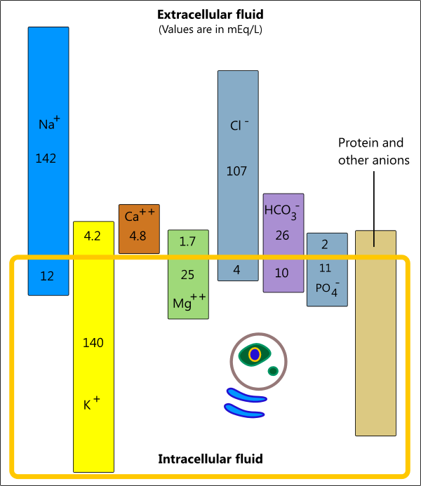 Illustration of electrolyte distribution in extracellular and intracellular fluid