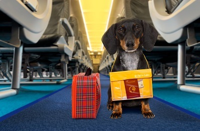 Dog on an airplane
