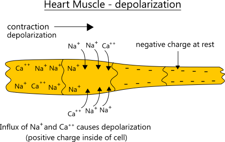 illustration of heart muscle depolarization