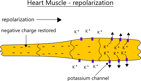 illustration of heart muscle repolarization