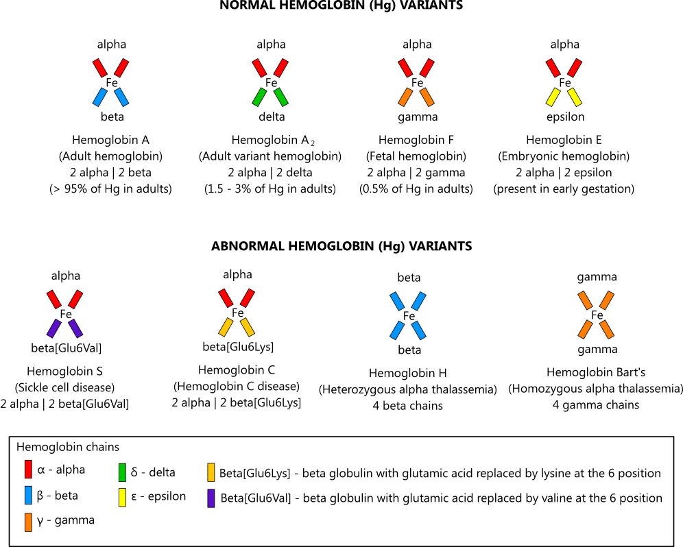 Hemoglobin illustration