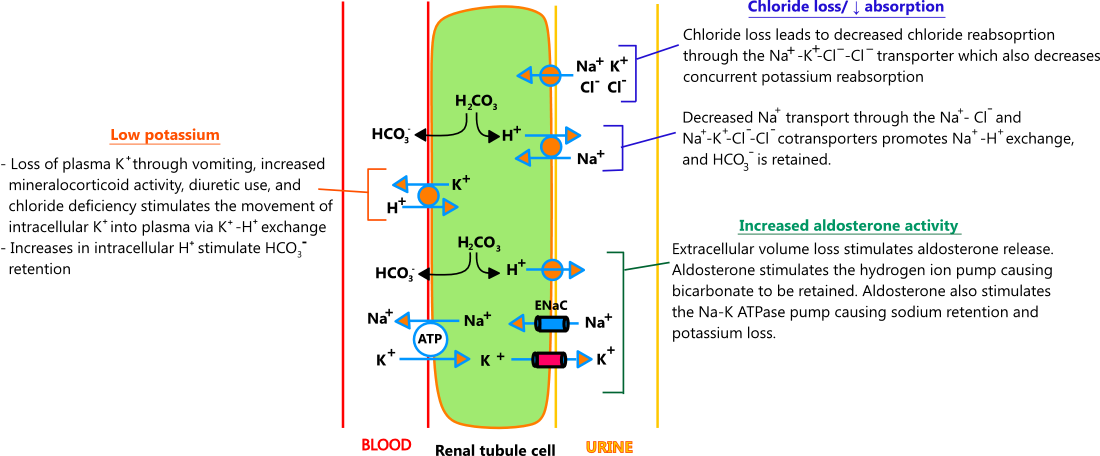 Illustration of the processes that drive metabolic alkalosis