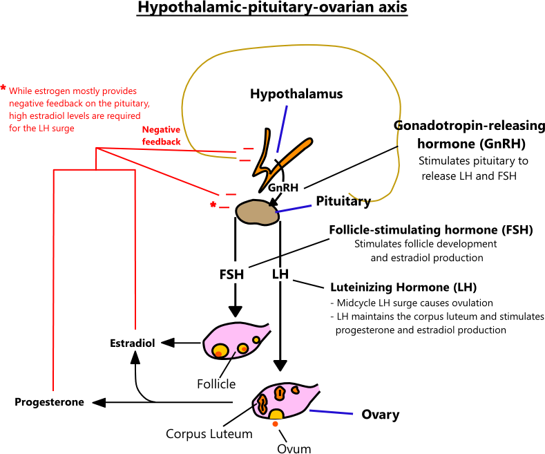 illustration of the hypothalamic-pituitary-ovarian axis