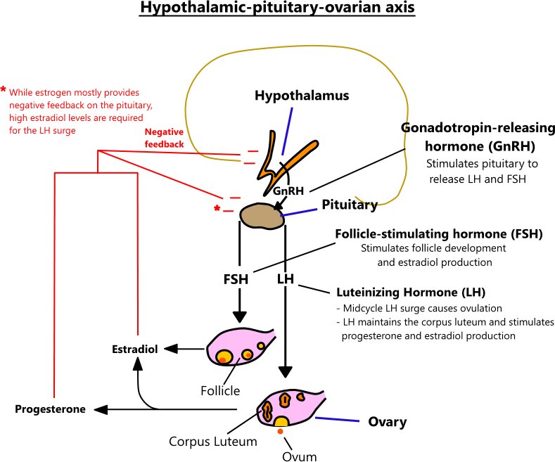 Ovulation, Physiology, Hormones & Fertility