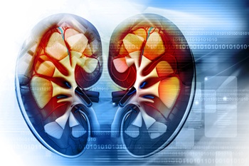 illustration of the kidneys