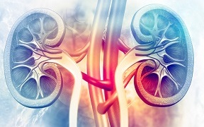 illustration of the kidneys