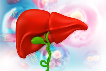 illustration of a liver