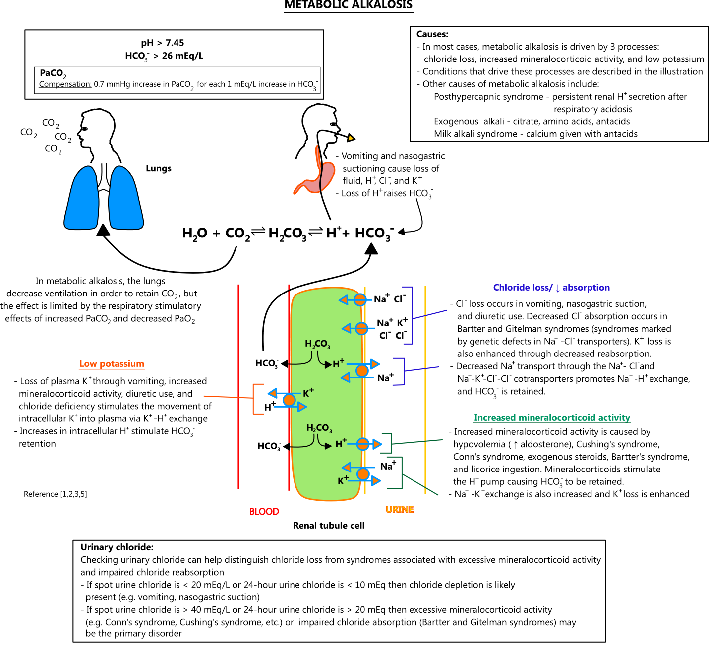 Illustration of metabolic alkalosis, including causes, laboratory and blood gas findings, Bartter syndrome, Gitelman syndrome, and renal pathology