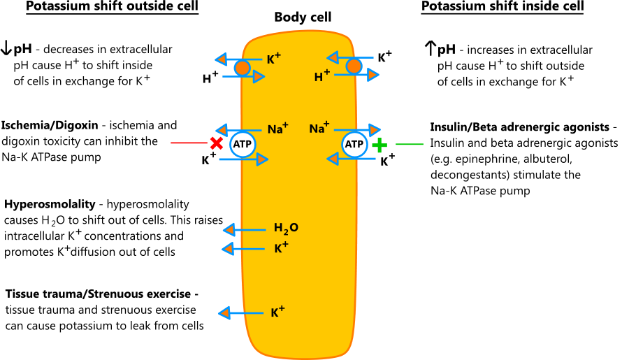 Illustration of the processes that affect acute potassium shifts
