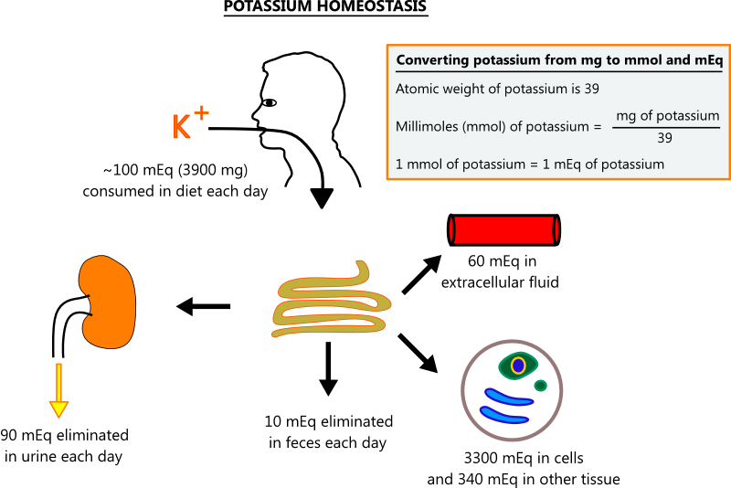 Illustration of potassium homeostasis