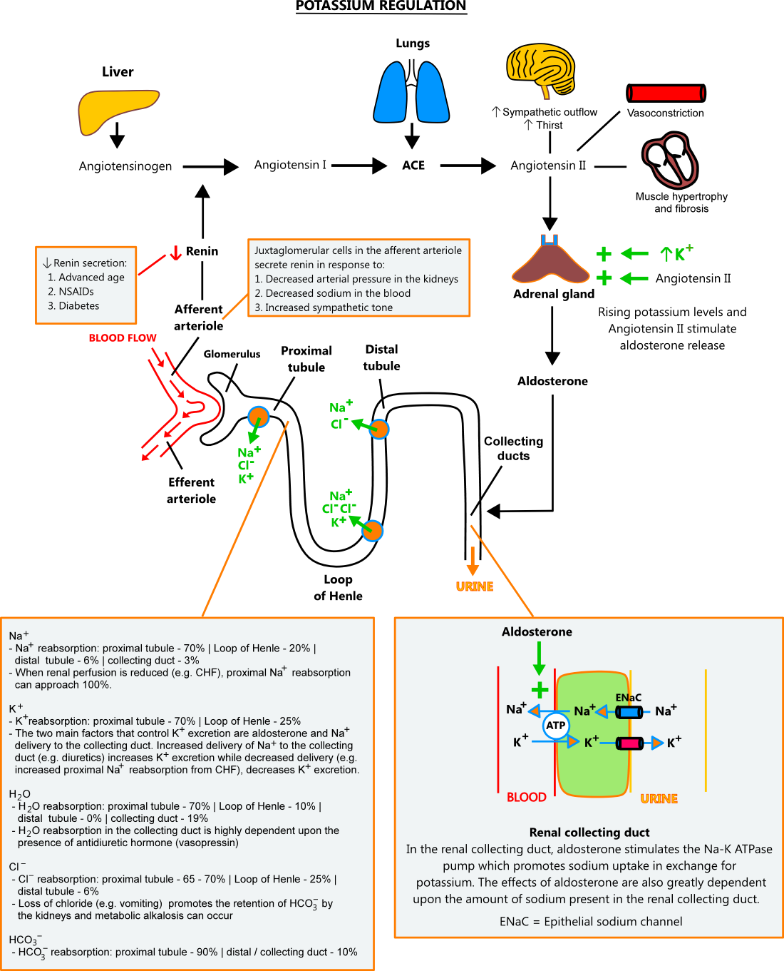 Illustration of the renin-angiotensin-aldosterone system and its role in regulating potassium