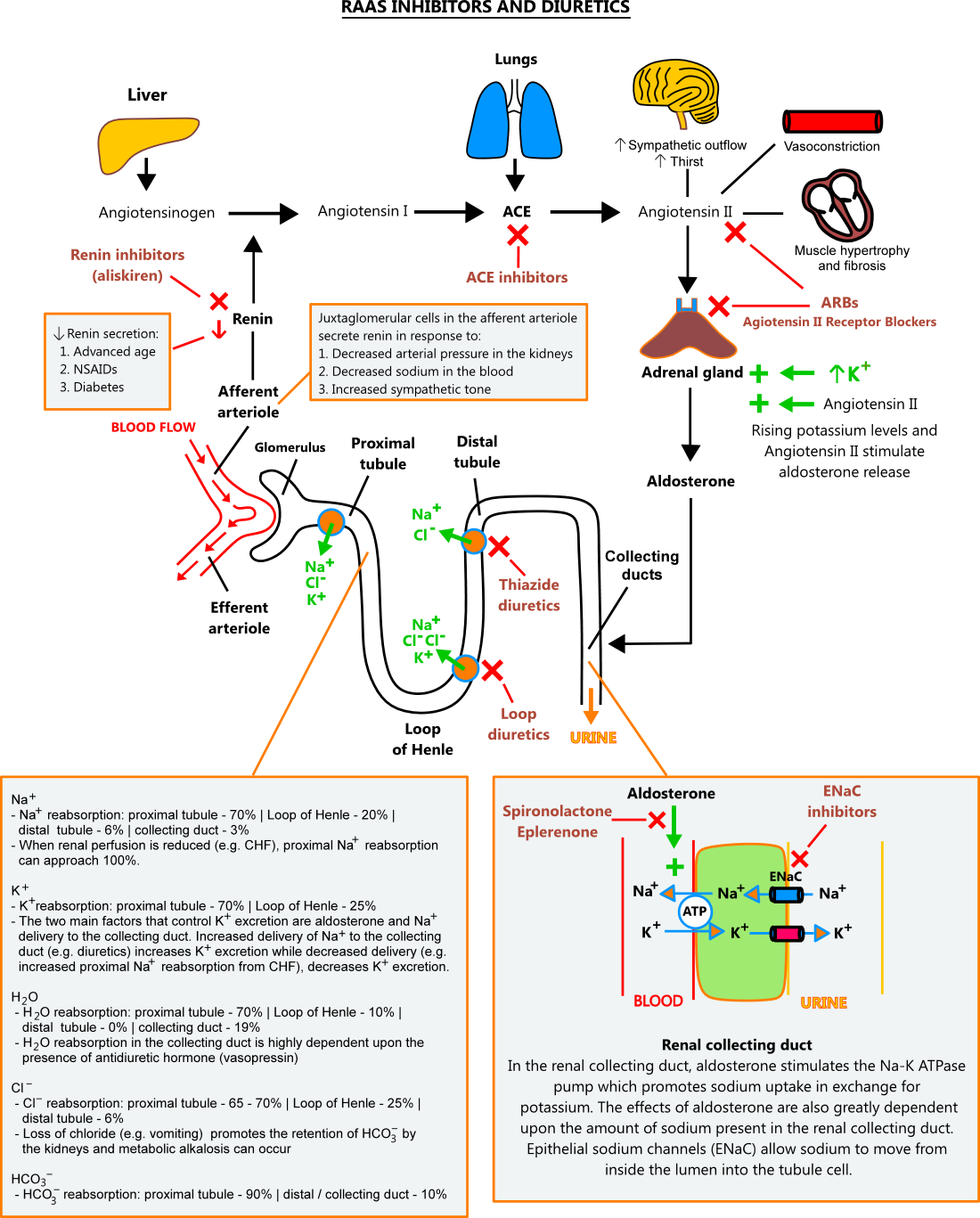 Illustration of RAAS inhibitors and diuretics