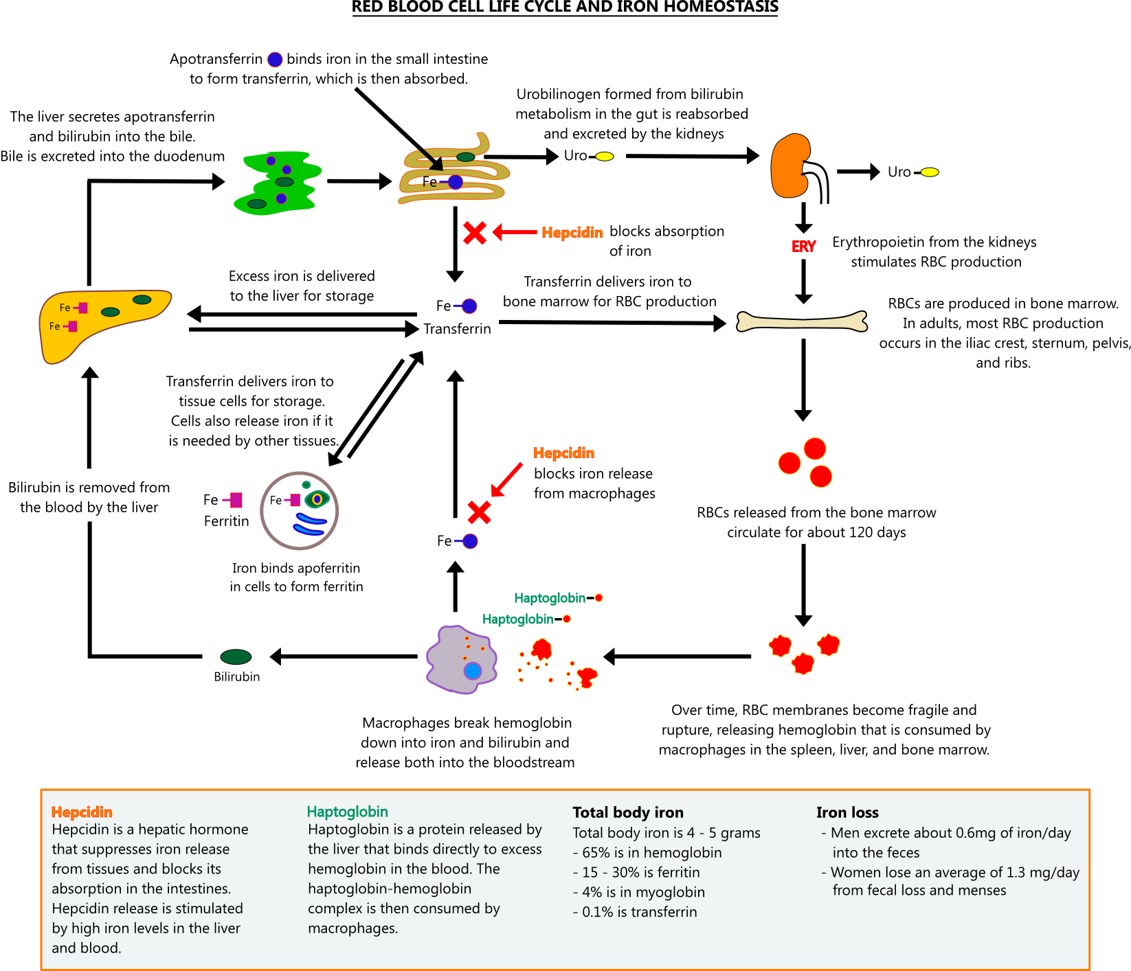 Red blood cell life cycle and iron homeostasis