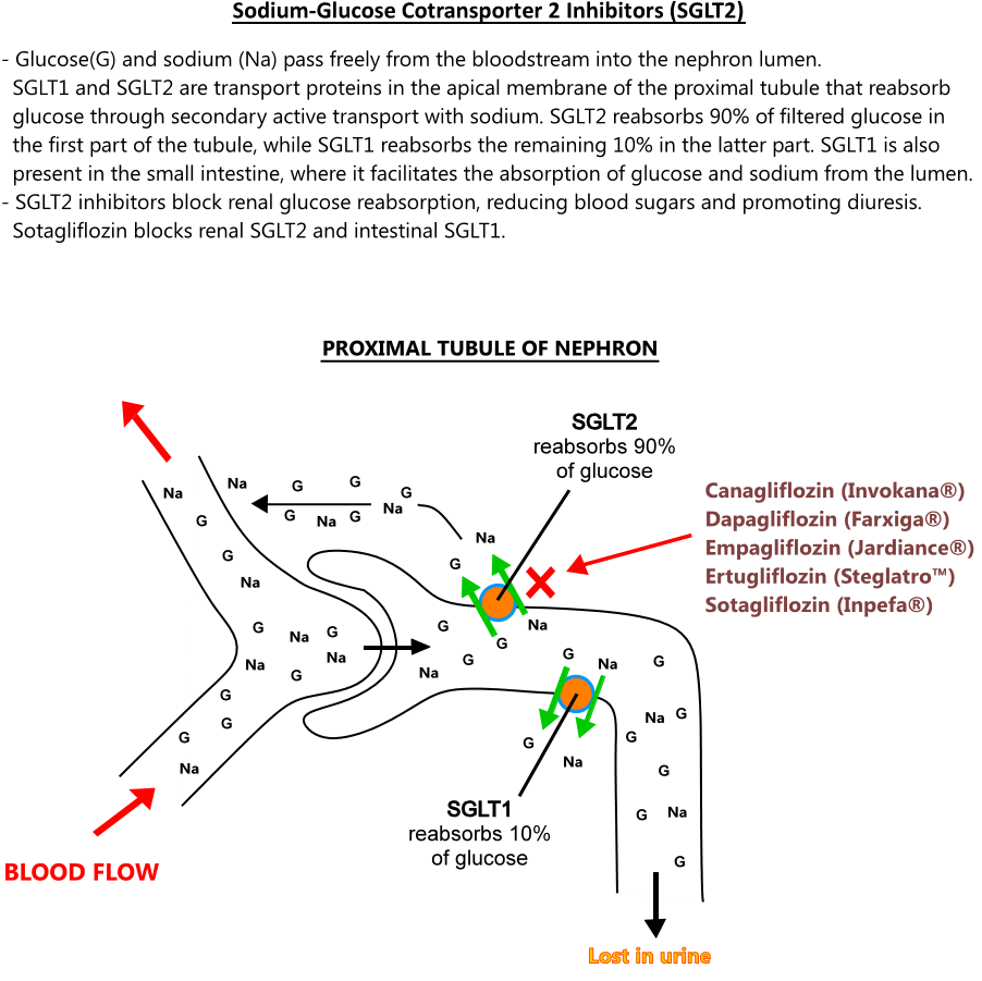 SGLT2 Inhibitor Illustration Straight Healthcare