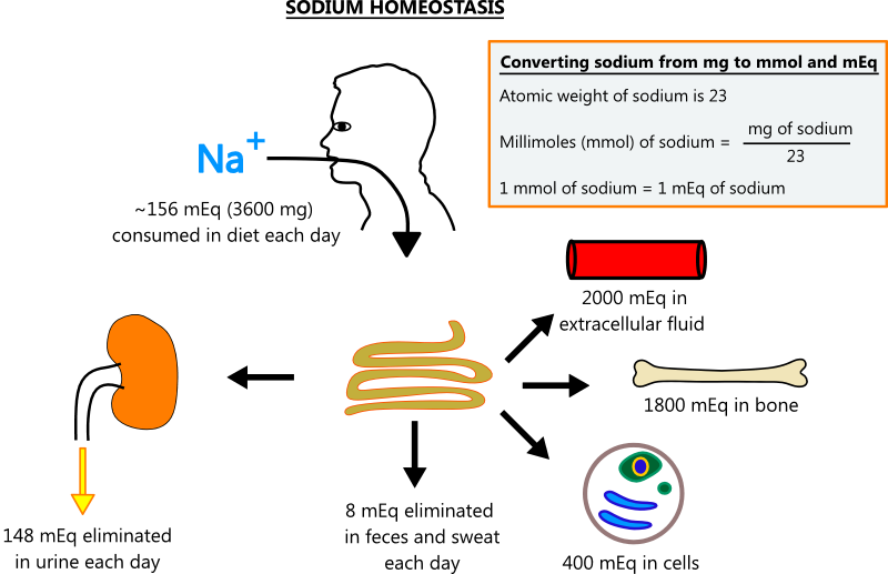 Illustration of sodium hoemostasis