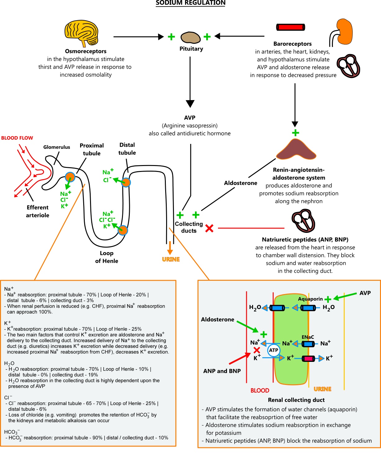 Illustration of sodium regulation