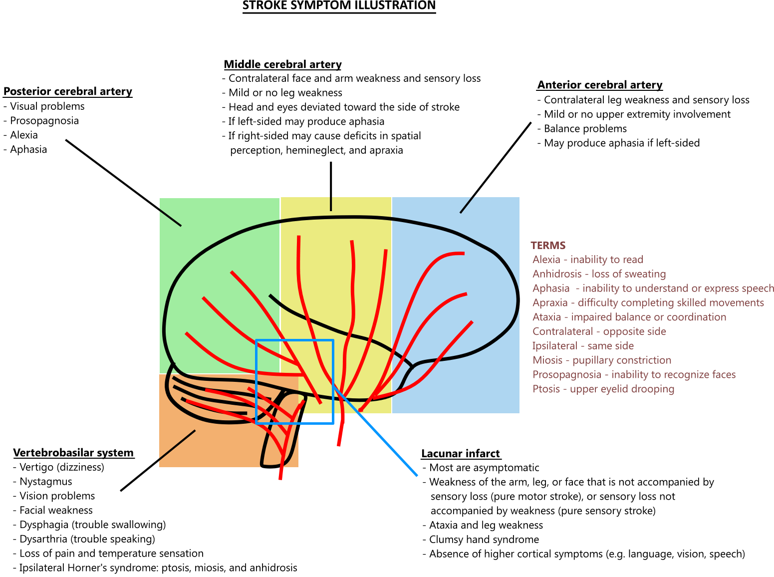 Anterior Cerebral Artery Stroke Symptoms