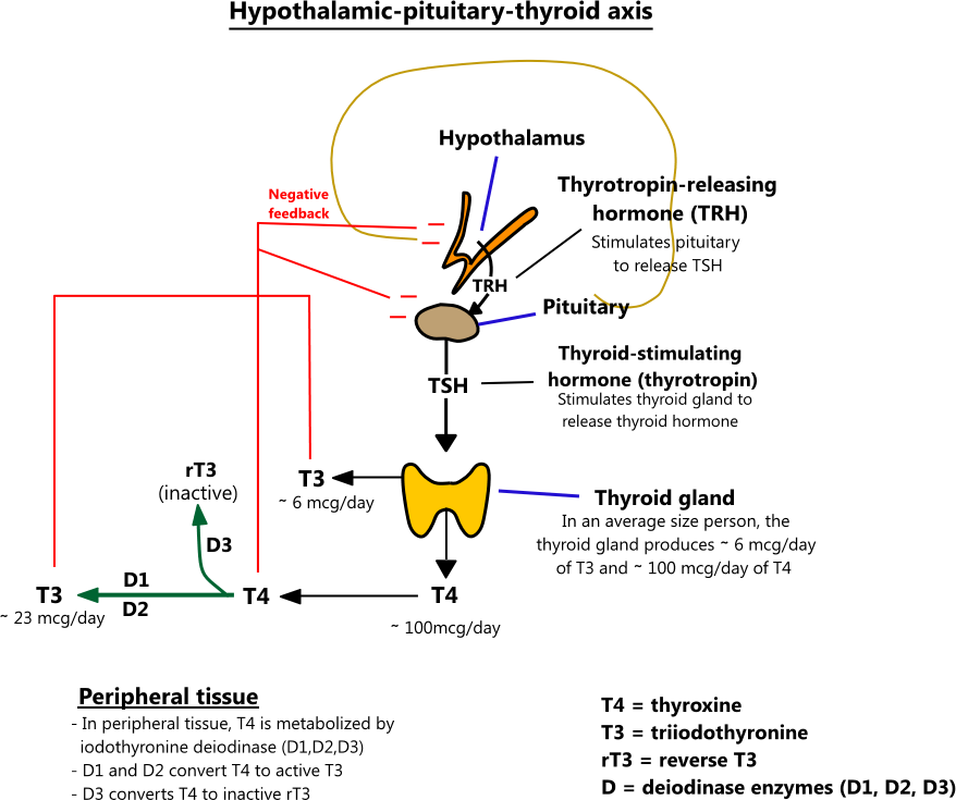 Illustration of the hypothalamic-pituitary-thyroid axis