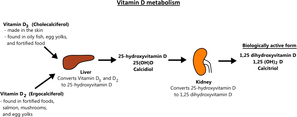 Hyperparathyroidism And Vitamin D Babak Larian 43 OFF